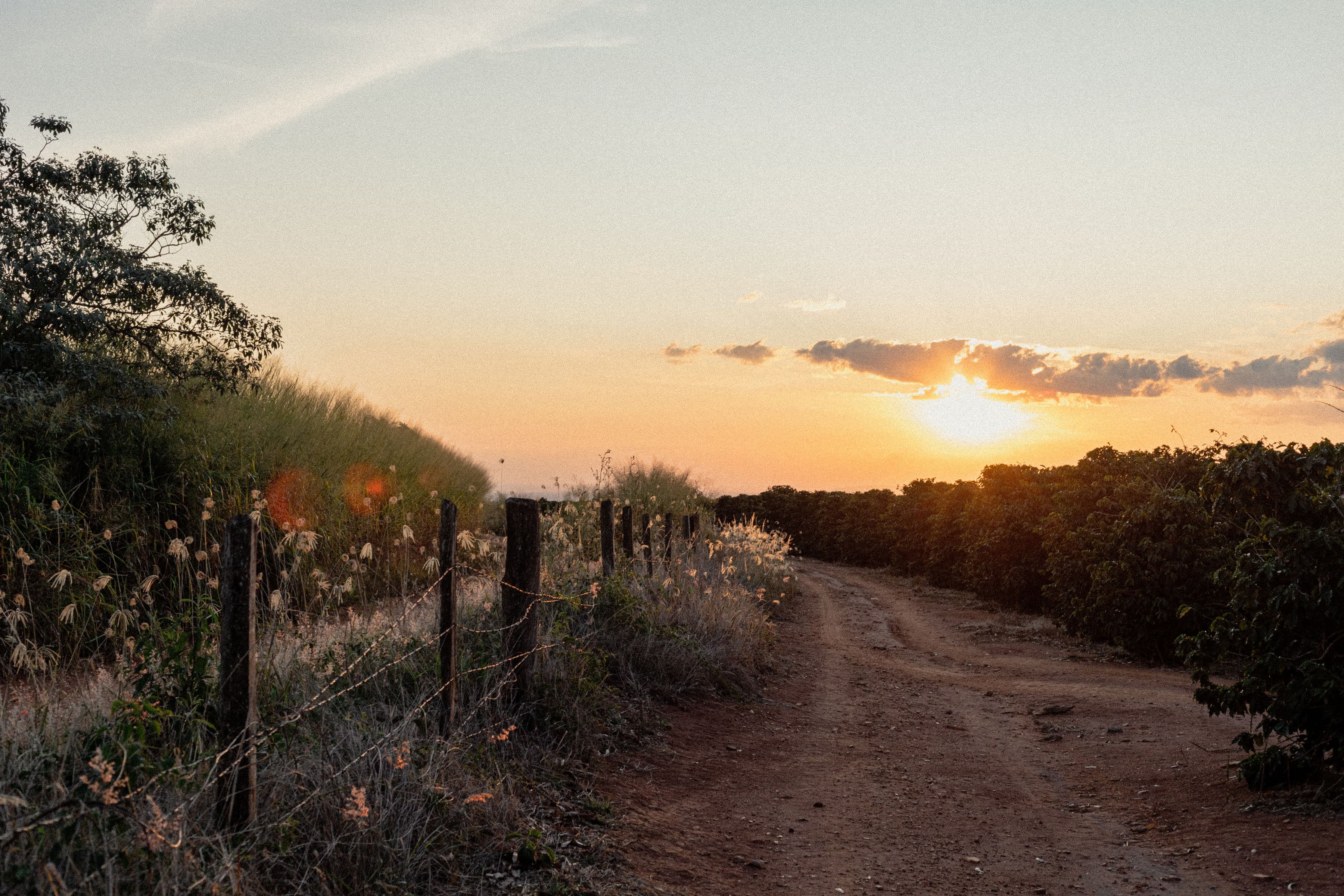 Sonnenuntergang auf der Kaffeefarm