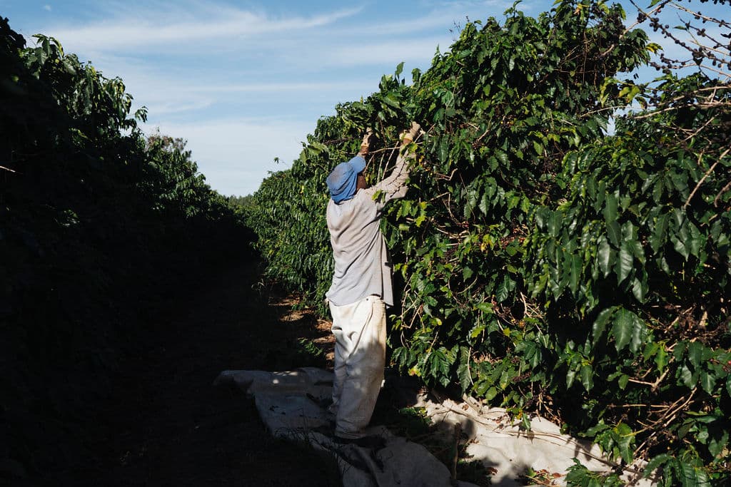 Pflücker bei der Ernte zwischen den Kaffeesträuchern