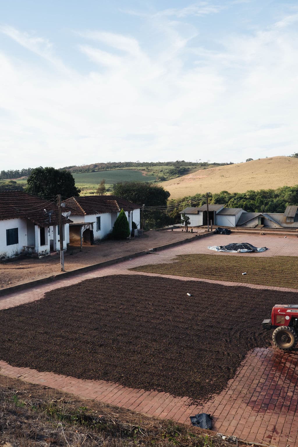 Trocknung der Kaffeekirschen auf den Betonflächen der Farm